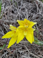 Caladenia flava flava