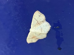 Cyclophora punctaria