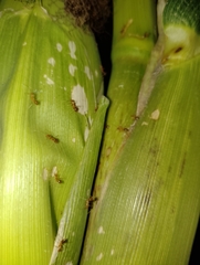 Formicidae