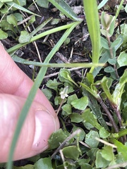 Viola cleistogamoides