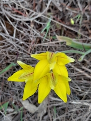 Caladenia flava flava