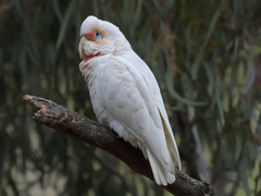 Cacatua tenuirostris