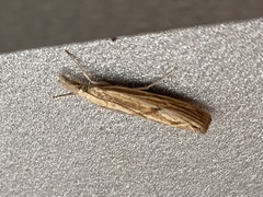 Agriphila inquinatella