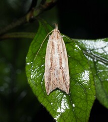 Donacostola notabilis