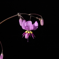 Arthropodium dyeri