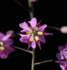 Arthropodium dyeri