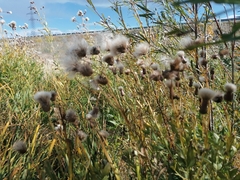 Saussurea salicifolia