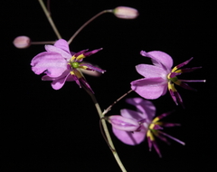 Arthropodium dyeri