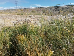 Saussurea salicifolia