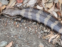 Tiliqua scincoides