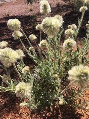 Ptilotus clementii
