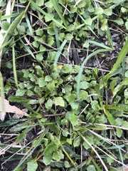 Viola cleistogamoides