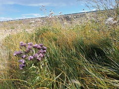 Saussurea salicifolia