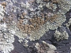 Lecanoraceae