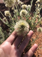 Ptilotus clementii