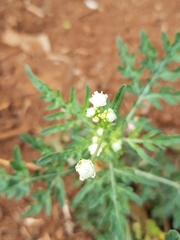 Parthenium hysterophorus image