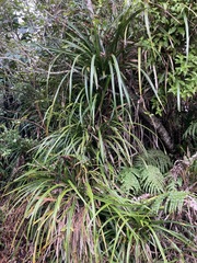 Freycinetia banksii
