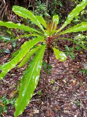 Anopterus macleayanus