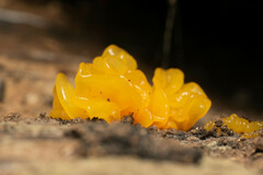 Tremella
