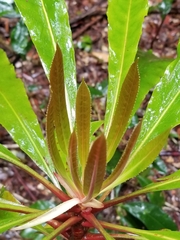 Anopterus macleayanus