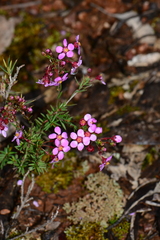 Euryomyrtus ramosissima