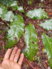 Cupaniopsis newmanii