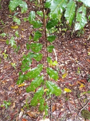 Cupaniopsis newmanii