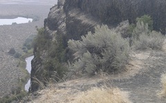 Artemisia tridentata