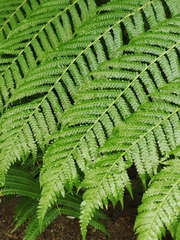 Cyatheaceae