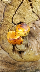 Pholiota glutinosa