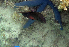 Labracinus cyclophthalmus