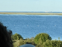 Cygnus