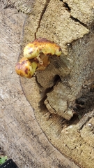 Pholiota glutinosa