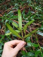 Podocarpus elatus