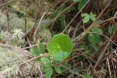 Hydrocotyle vulgaris