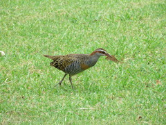 Gallirallus philippensis