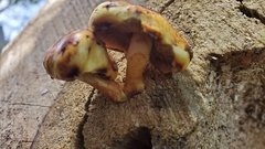 Pholiota glutinosa