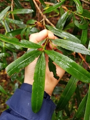Podocarpus elatus