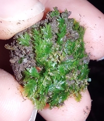 Fissidens