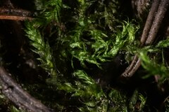 Brachythecium frigidum