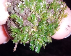 Fissidens