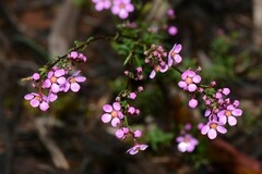 Euryomyrtus ramosissima
