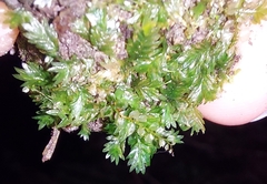Fissidens