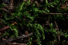 Brachythecium frigidum