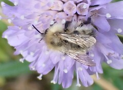 Bombus pascuorum