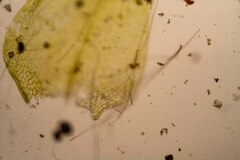 Brachythecium frigidum