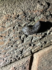 Megapallifera mutabilis