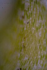 Brachythecium frigidum