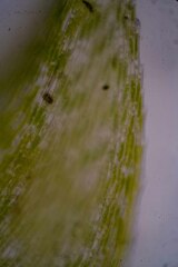 Brachythecium frigidum