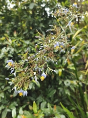 Dianella caerulea